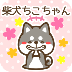 Chikochan became Black Shiba