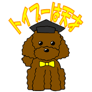 The toy poodle is a genius