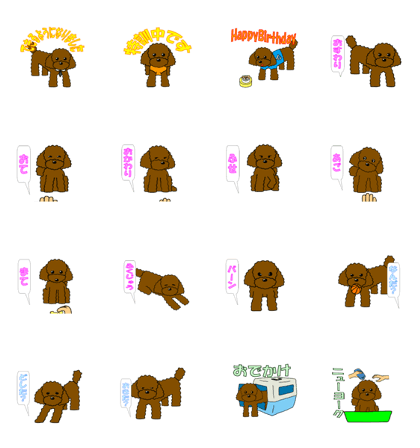The toy poodle is a genius