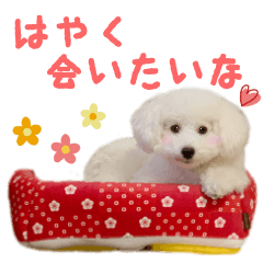 new winter sticker of toy poodle