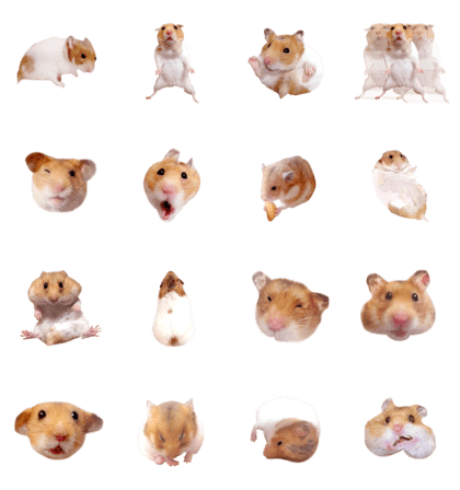 Genki Goko Ham-chan