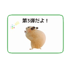 Hamster Kinako3