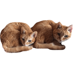 yukari_20201208153031