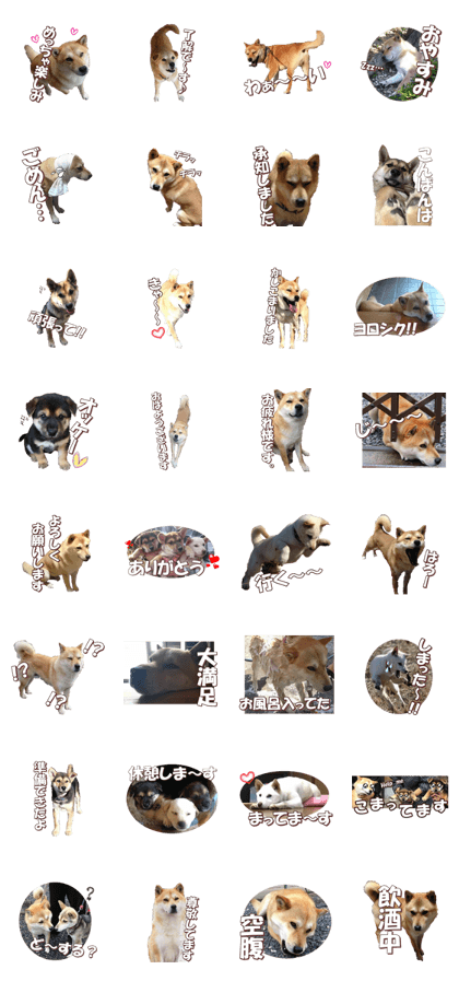 shibainufan 2