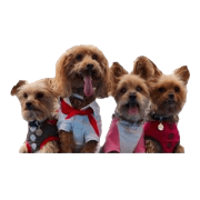 yorkie toypoodle yorkie toypoodle