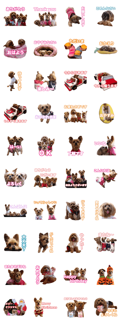 yorkie toypoodle yorkie toypoodle