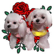 Cute Maltese family
