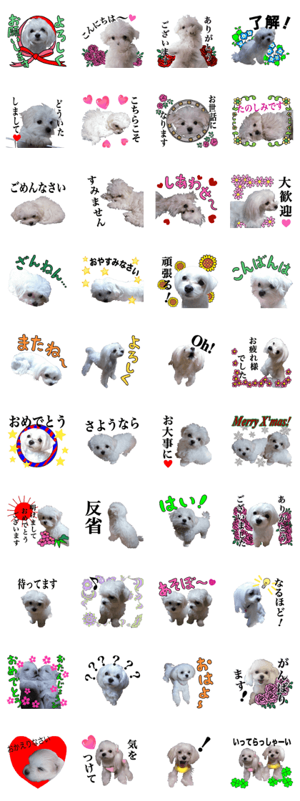 Cute Maltese family