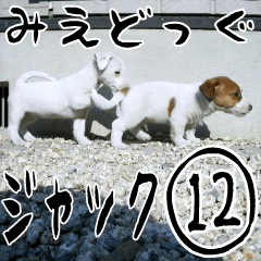 MIEDOG Jack Russell terrier sticker 12