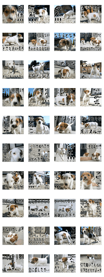 MIEDOG Jack Russell terrier sticker 12