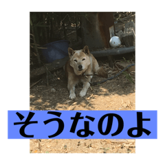 hANA_20201209010140