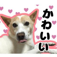 【日常使い】犬のコロスケ 第2弾