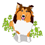 Exciting Sheltie 2