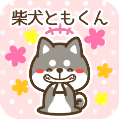 Tomokun became Black Shiba