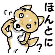 Mr. Shiba 7