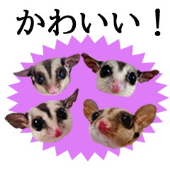 Sugarglider Cute Sticker