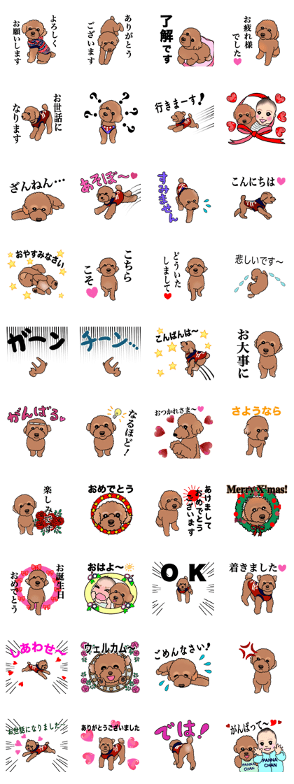 YUTAN the Toy Poodle