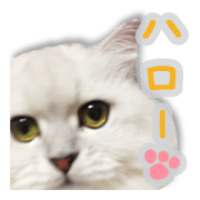 Cutie fluffy cat
