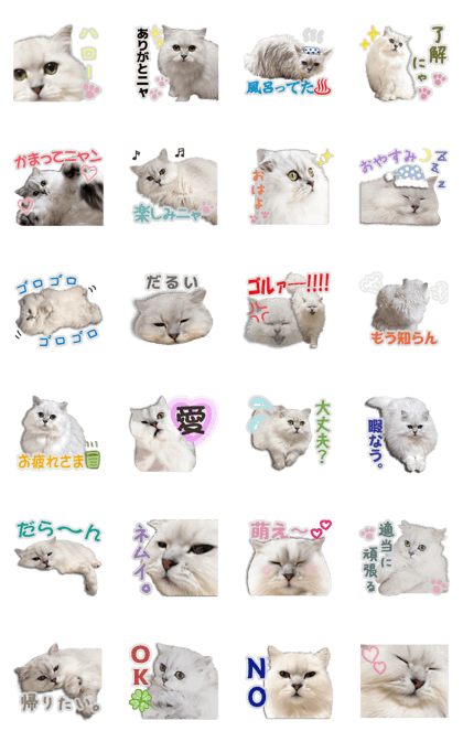 Cutie fluffy cat