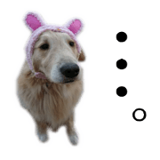 Golden Retriever Caribu 2