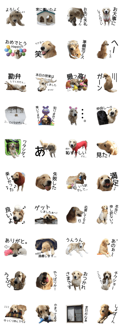 Golden Retriever Caribu 2