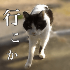 CAT SISTERS DIARY in Japanese (ver.2)