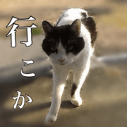 CAT SISTERS DIARY (ver.2)