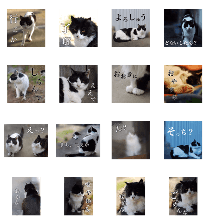 CAT SISTERS DIARY (ver.2)