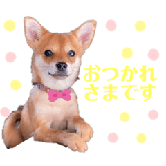 rinA_20201208210350