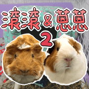 Guinea pig : eat & sleep - photo vol. 2