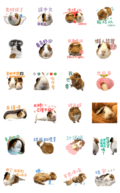 Guinea pig : eat & sleep - photo vol. 2