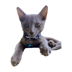 Russian Blue : RIN(photo)