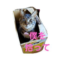 Cat paradise aya_20201209125931