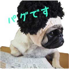 It is Ume of the pug.
