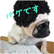 It is Ume of the pug.