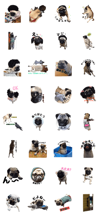 It is Ume of the pug.