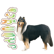 Jasper's Sticker