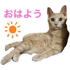 mochi_20201209151754