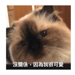 娜娜一隻貓貓？2.0