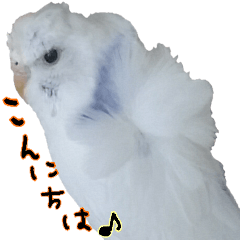 cute cute parakeet