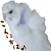 cute cute parakeet