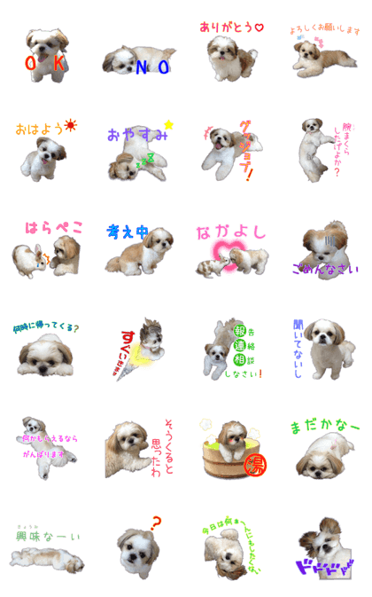 Koume of Shih-tzu