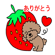 Toy poodle the muck (thank you)