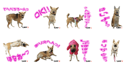 Tamao's Sticker
