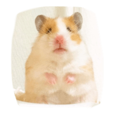 Japanese 4 fluffy hamsters
