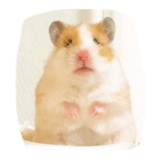 Japanese 4 fluffy hamsters