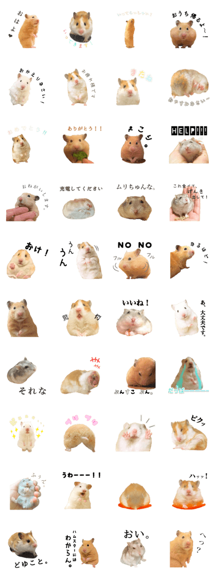 Japanese 4 fluffy hamsters