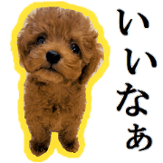 Toy Poodle Lion 4