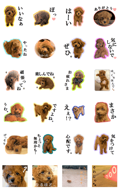 Toy Poodle Lion 4