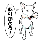 Daily life of a White shepherd